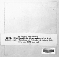 Phyllosticta fragariicola image